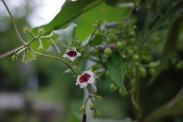 夏の終わり、つる植物のヘクソカズラが白い縁取りのある小さな花を咲かせます。淡いピンク色の中心部が特徴的で、野辺や林縁でよく見られます。