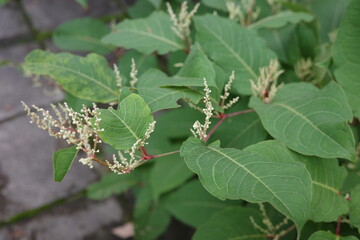 夏になると、河原や道端に群生するイタドリが、白く小さな花を穂状につけます。