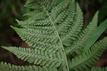 常緑性のシダ、イヌケホシダ。青々とした葉を茂らせ、森の林床を落ち着いた緑で彩ります。