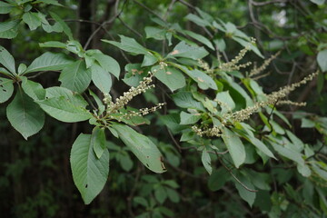 夏になると、河原や道端に群生するイタドリが、白く小さな花を穂状につけます。野山の緑の中に映える、ささやかな夏の花です。