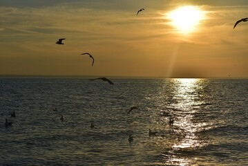 Seagulls flying at sunset over the Baltic Sea