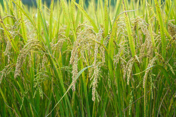 A detailed close-up view of ripe golden rice grains on verdant green stalks in a sunlit agricultural field before the autumn harvest