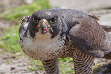 Frontal close-up of a Peregrine Falcon  (Falco peregrinus) on the ground next to a pond in...