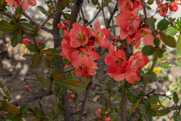 Obraz premium Japanese quince blossoms in spring. Scarlet quince blossoms during the ripening period. The red flowers of the fruit tree.