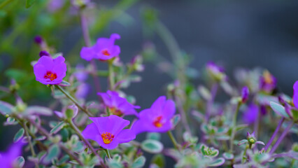 Krokot Mawar or Purslane is a succulent flowering plant native to Argentina, Brazil, Uruguay and often cultivated in garden. It has many common names like Moss rose, ten o'clock and wingpod purslane.
