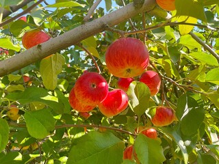 Picking apples in the orchard. Apple orchard