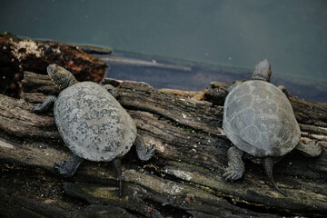 Two turtles rest on a log by the pond in Belgrade Zoo. Their textured shells contrast with the...