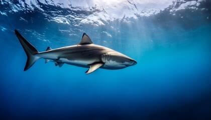 Obraz premium great shark swimming in the deep blue ocean