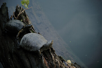 Two turtles rest on a log by the pond in Belgrade Zoo. Their textured shells contrast with the...