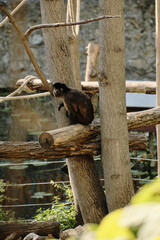 Monkey standing on wooden logs among trees in Belgrade Zoo