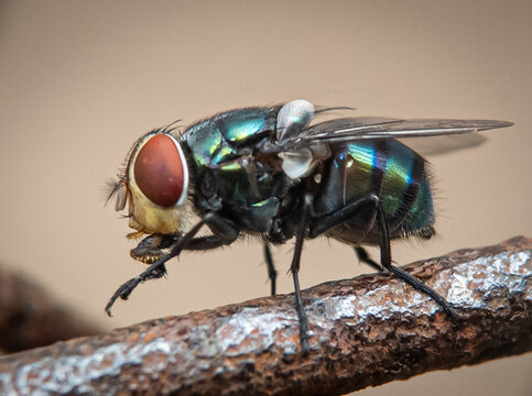 The image shows a screw-worm fly, specifically a species from the genus Cochliomyia (like the New World screw-worm fly, Cochliomyia hominivorax) or Chrysomya bezziana (the Old World screwworm).