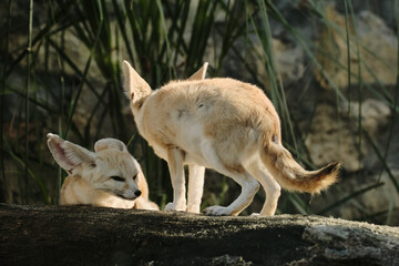Two fennec foxes interacting on a log in Belgrade Zoo