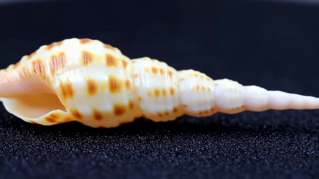 Close-up of a seashell with intricate patterns