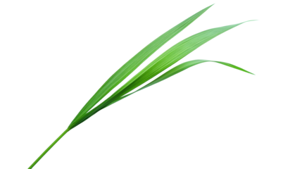 Green grass blade isolated on a transparent background 1