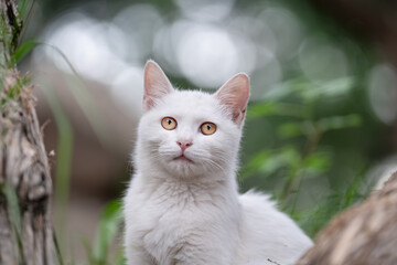 A Young White Cat in the Forest