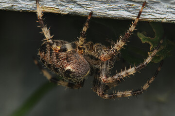 UK Garden spider close up