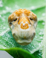 Obraz premium Caterpillar head mimicking snake on green leaf