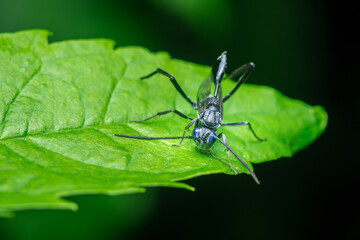 Black wasp with blue eyes resting on green leaf