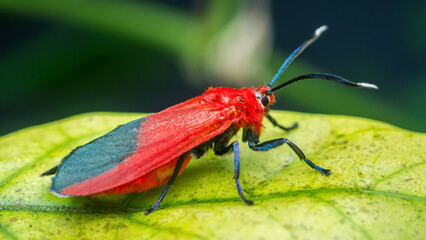 Cinnabar moth perching on green leaf in nature