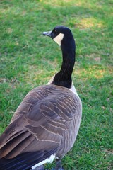 Canada goose（カナダ雁）