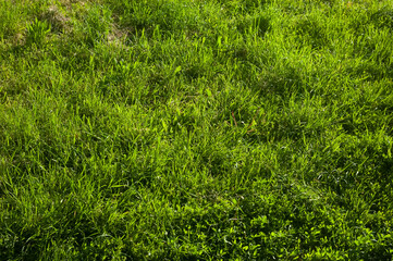 Bright green grass glowing in the sunlight. A vivid summer scene full of freshness and natural energy.