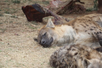 Fototapeta premium Spotted hyena resting peacefully on dry ground after feeding, with prey remains in the African savannah.
