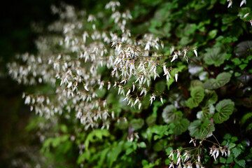 初夏の白い花　ユキノシタ
