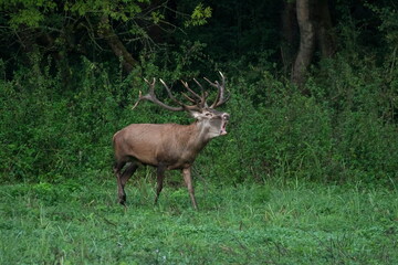 Red deer with big antlers in mating season	