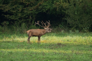 Red deer with big antlers in mating season	