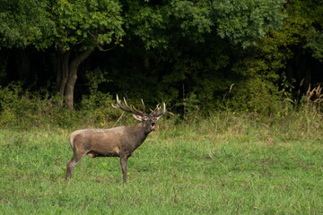 Red deer with big antlers in mating season	