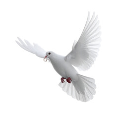 Obraz premium White Dove Flying with a Ring in its Beak bird white bird