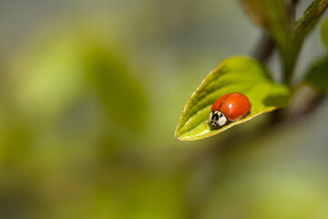 Red ladybug sitting on plant