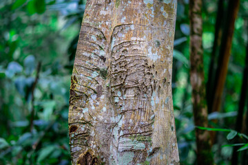 The close background of the green rice fields, the seedlings that are growing, are seen in rural areas as the main occupation of rice farmers who grow rice for sale or living.