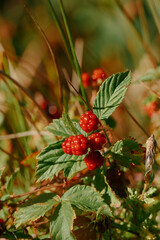 A vertical, close-up shot of bright red raspberries on a plant, with detailed green leaves and a soft, out-of-focus background of dry grass.