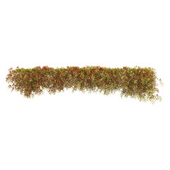 climber plants, creeper plants, 3D rendering with transparent background from the top view