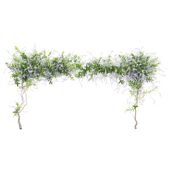 Fototapeta premium Close up creeper isolated in 3d rendering