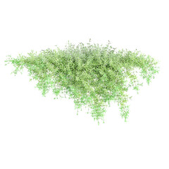 Obraz premium 3d rendering of Asparagus fern creeper plant with transparent background