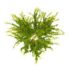 Fototapeta premium Top view of Climber plants on transparent background