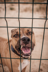 Aggressive brown pitbull barking behind metal fence, guarding property and looking dangerous.
