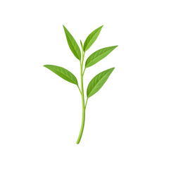 Fototapeta premium Thai Morning Glory (Pak Boong) with transparent background, sharp detail, and isolated food ingredient style