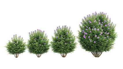 Fototapeta premium Four lilac bushes isolated on white isolated on transparent background