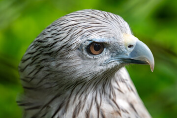 brahminy kite