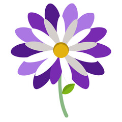 osteospernmum berry white purple vector on white