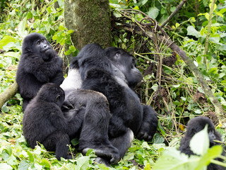 Mountain gorilla family in its natural african rainforest habitat © Olivia Janatuinen