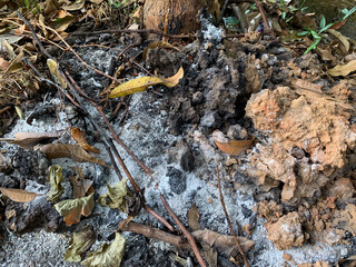 Close-up of wood ash and burnt charcoal after fire. Textured gray and black remains from combustion...