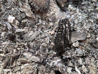 Close-up of wood ash and burnt charcoal after fire. Textured gray and black remains from combustion process. Concept of environment, energy, residue, fireplace, and natural material background.