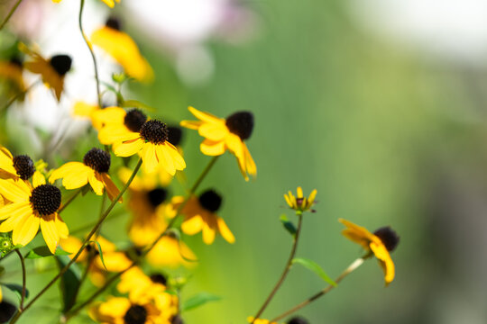 Rudbeckia (Black-eyed Susan) mit gelben Bl&uuml;ten aus der Familie der Korbbl&uuml;tler &ndash; Sommerblumen im Garten, Naturfotografie, Zierpflanzen, florale Sch&ouml;nheit, Pflanzenportr&auml;t