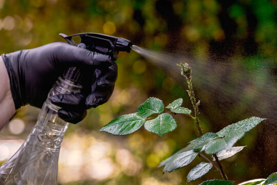 Gardener's hand in protective gloves sprays chemical organic insecticide to the rose bud damaged by aphids colony.