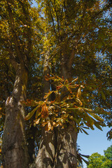 Rosskastanie Blätter mit Miniermottenbefall