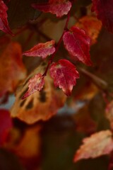 Colorful Autumn Ivy Leaves Close-Up – Red, Orange, and Pink Foliage Texture.